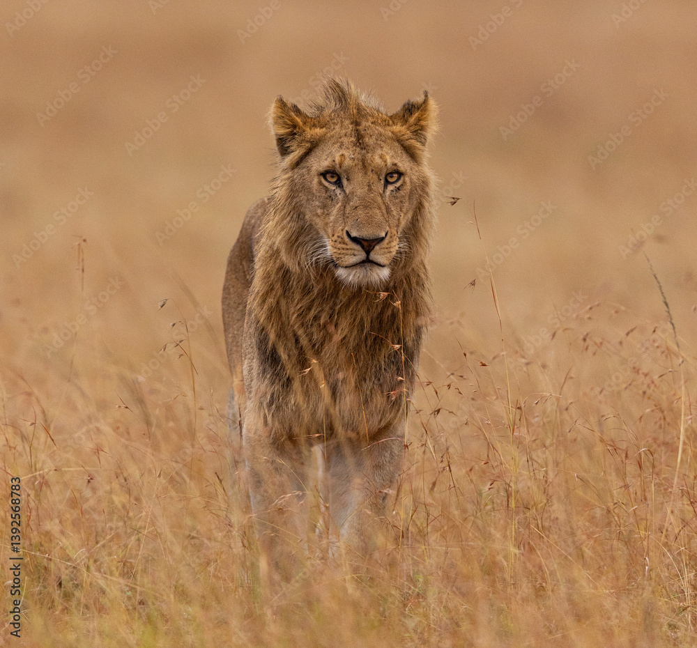 Naklejka premium lion in the grass