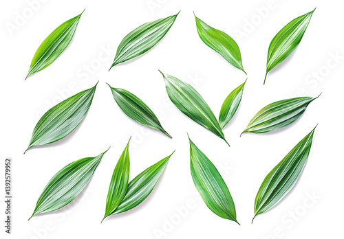 green leaves isolated on white
