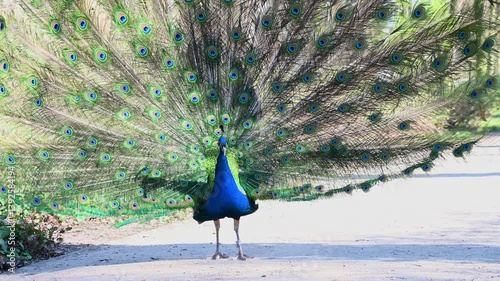 The Indian peafowl (Pavo cristatus), blue peafowl. the common peafowl spread its tail. Bird behavior. Beautiful plumage.
