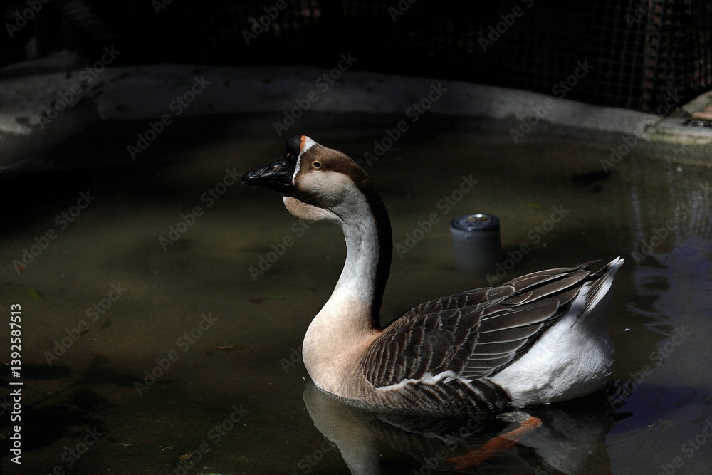 Obraz premium 池を泳ぐシナガチョウ