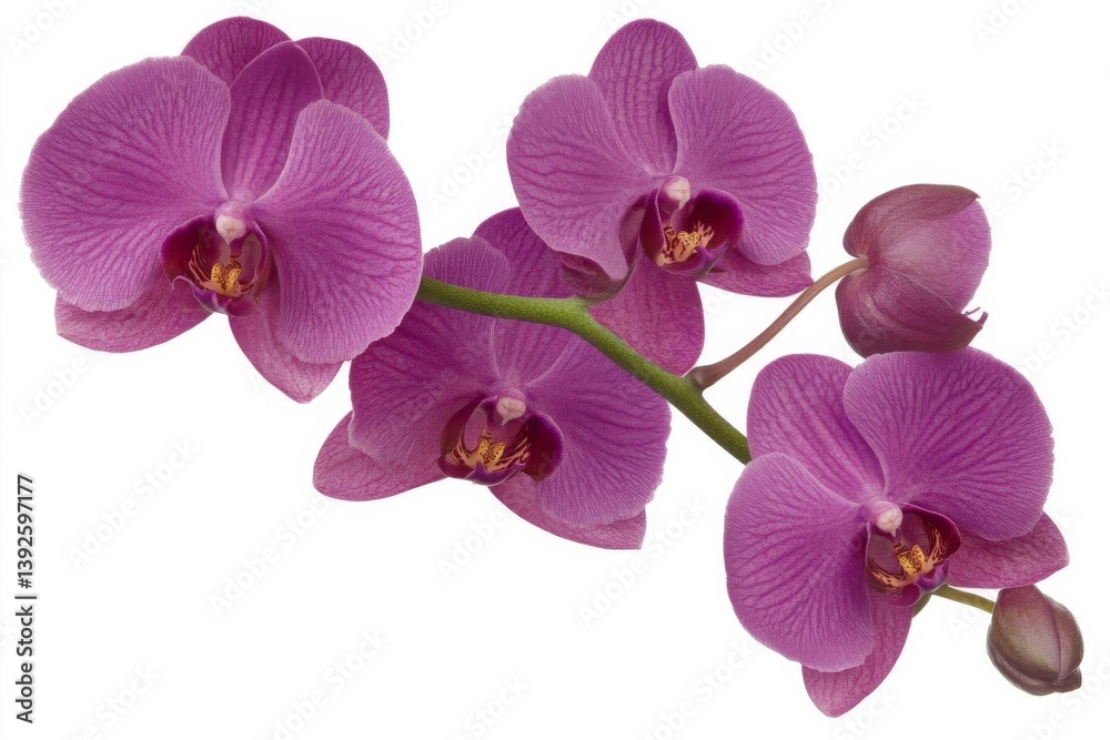 Purple Orchid Stem: Blossoms, Buds, and Botanical Beauty Purple Orchid Stem: Blossoms, Buds, and Botanical Beauty