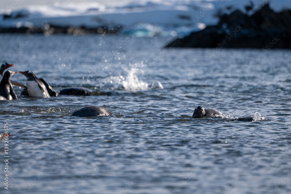 Fototapeta premium Gentoo penguins in Antarctica. Wild nature
