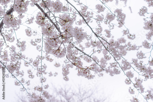 Cherry Blossom, Japan