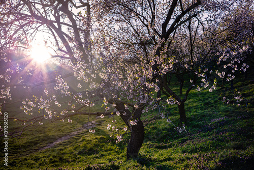 Blooming Prunus dulcis tree in a Prague garden at sunset