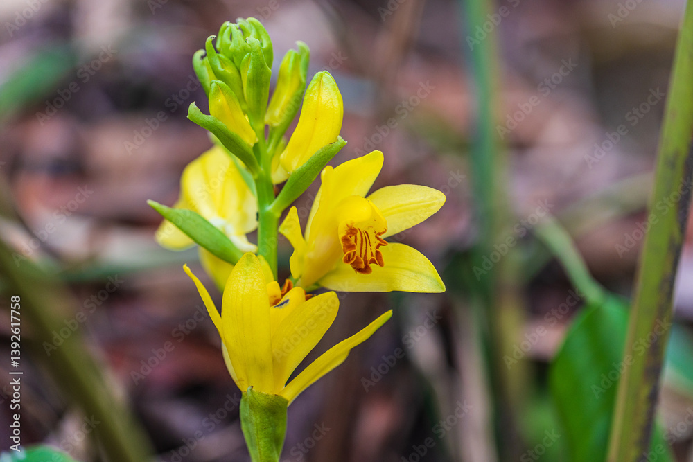 Phaius flavus, Beautiful rare wild orchids in tropical forest of Thailand. Phaius flavus, Beautiful rare wild orchids in tropical forest of Thailand.