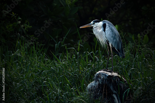 Photography Poised Great Blue Heron Standing on the Edge of the River