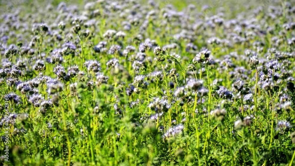 The purple phacelia plantation blooms in summer
The purple phacelia plantation blooms in summer