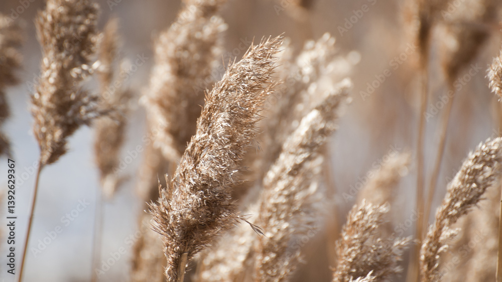 Fototapeta premium winter landscape, photo shows dry meadow grass in winter