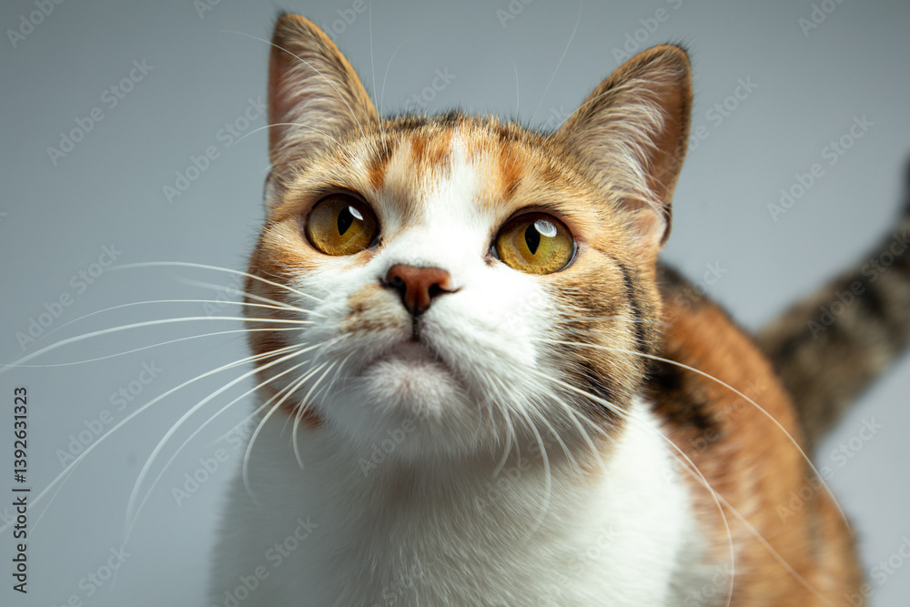 Portrait of little adorable tricolor kitten