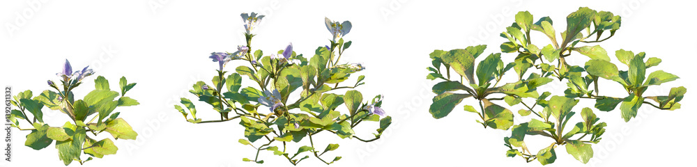 Obraz premium Set of Mazus reptans (common name Creeping mazus) frontal isolated png on a transparent background perfectly cutout high resolution