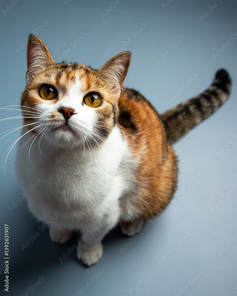 Portrait of little adorable tricolor kitten