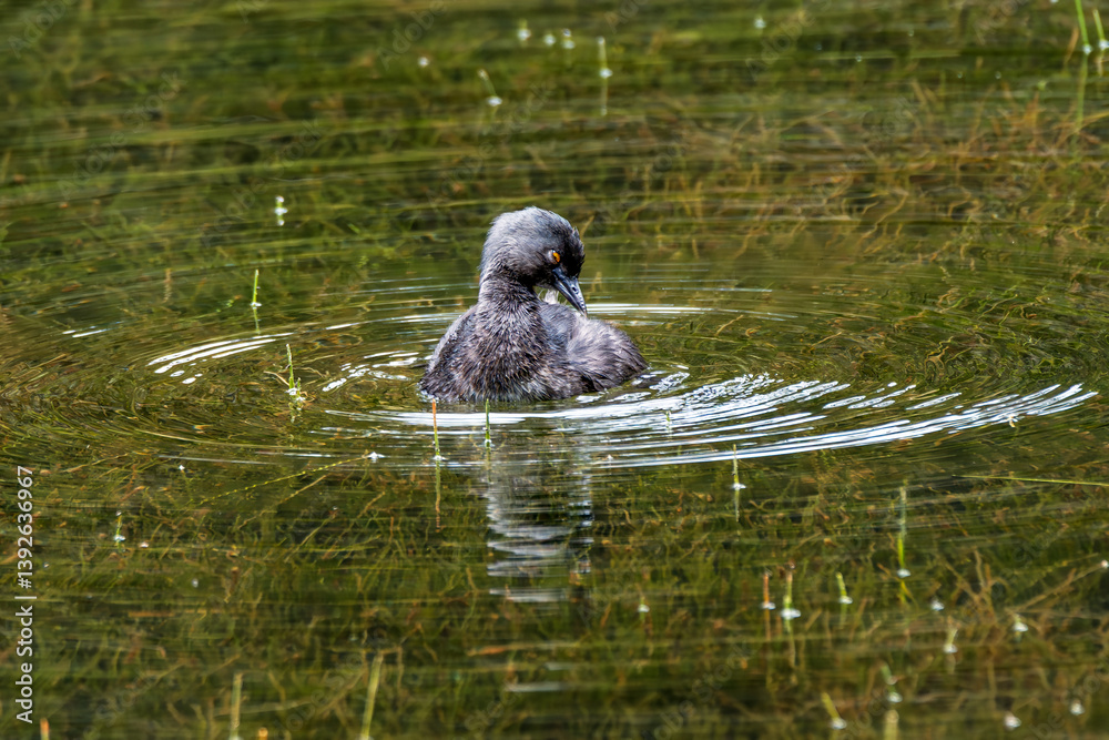Fototapeta premium Least grebe beautiful sunset