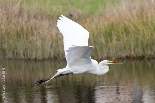 White Great Egret in Florida