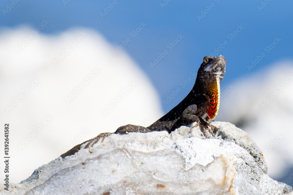 lizard on the rock lizard on the rock