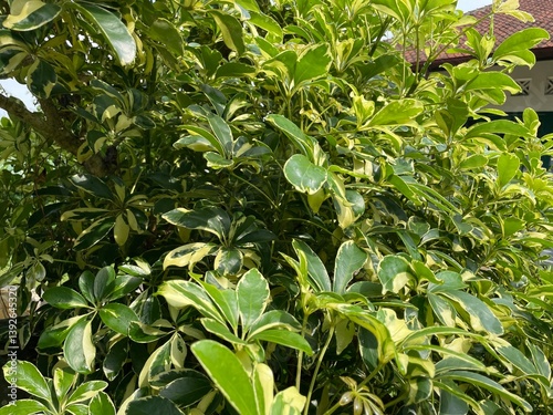 Close-up view of a native Indonesian plant, showcasing its unique tropical leaves and vibrant natural beauty typical of Indonesia’s rich biodiversity