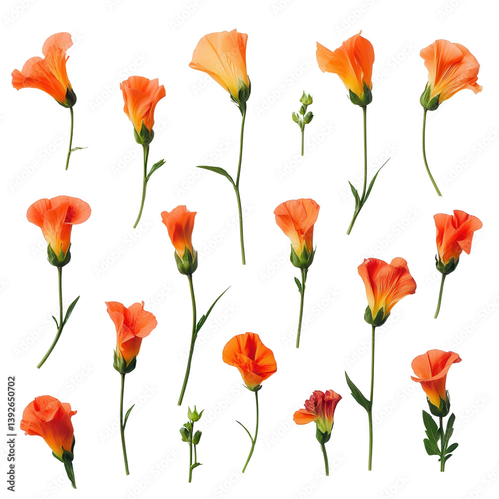 Fototapeta premium A Collection of Orange Flowers: A stunning collection of delicate orange flowers, each stem showcasing intricate details, presents a burst of vibrant color and natural beauty.