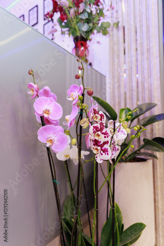 Orchids, or Orchidaceae, are a family of monocotyledonous plants