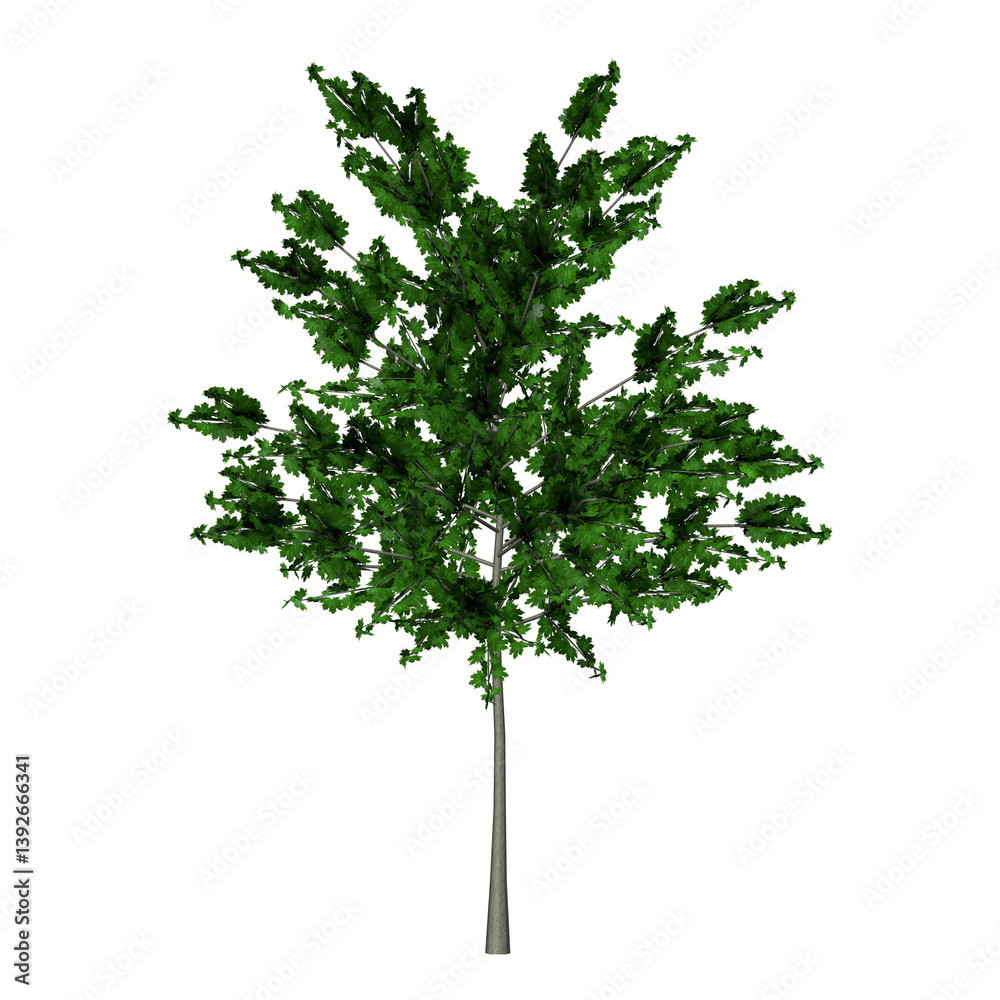 Naklejka premium young maple tree