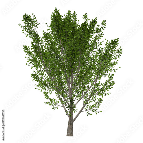 Foto hazel european tree