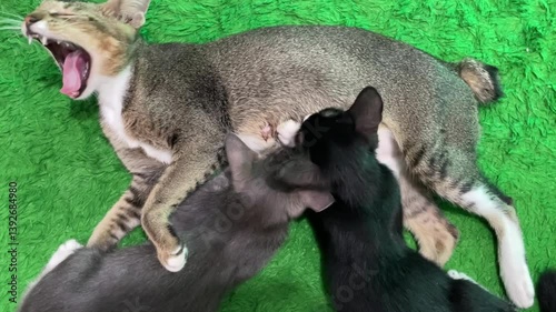 two black and gray kittens are nursing their mother on a green soft carpet. cat breastfeeding her kitten on a green carpet
