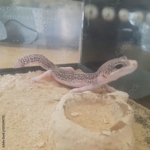 Leopard gecko on a rock. This reptile is a docile animal and can be kept as a pet.