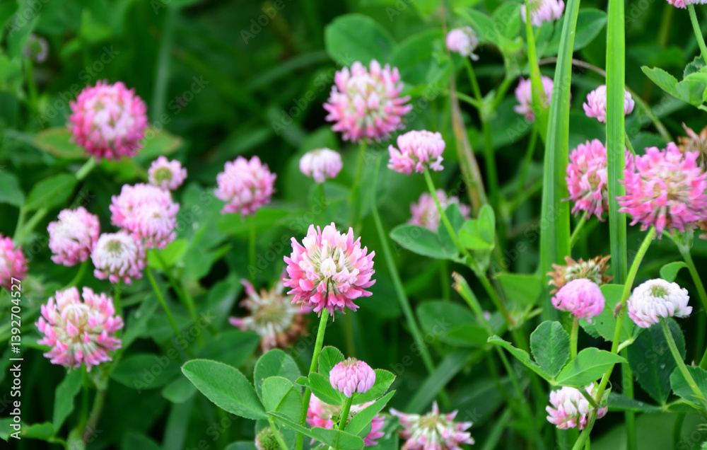 Close-up of vibrant pink clover flowers in a lush green meadow Close-up of vibrant pink clover flowers in a lush green meadow