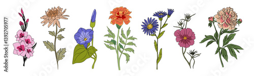 Set of fall garden flowers isolated on white background. Gorgeous autumn floral plants of aster, chrysanthemum, peony, petunia, cosmos, marigold. Colorful flat vector illustration with outline drawing