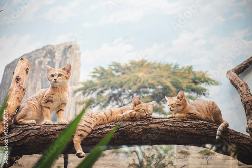 Photography Small wild cats at the zoo – elusive and graceful predators in a naturalistic ha
