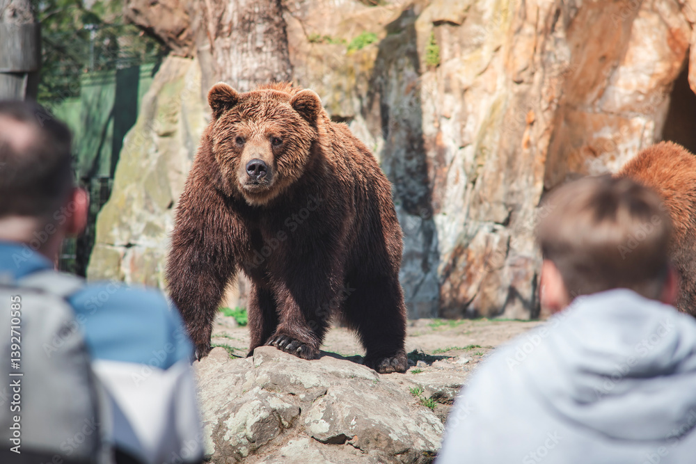 Brown bears at Berlin Zoo – majestic wildlife in a naturalistic habitat