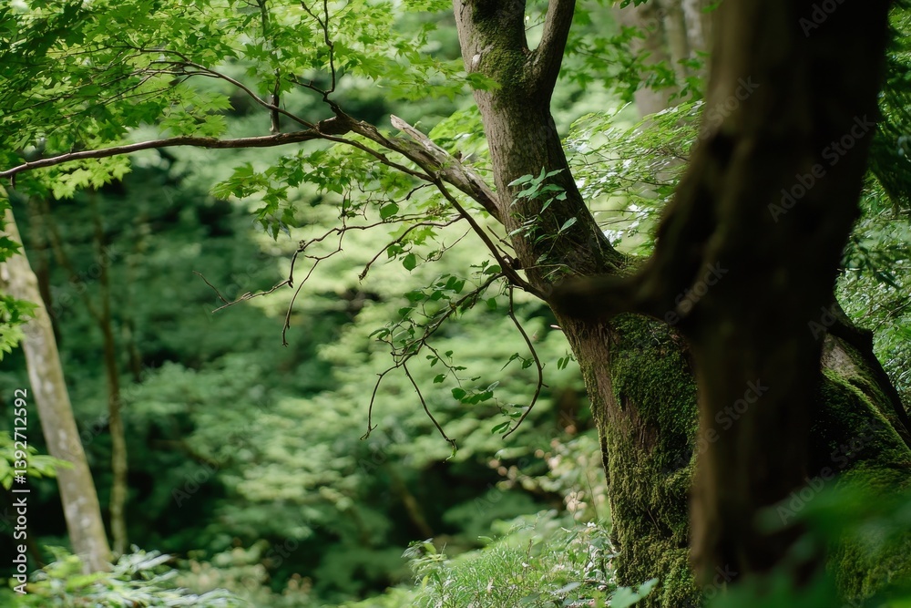 Mossy trees bask in soft sunlight, showcasing forest greenery Mossy trees bask in soft sunlight, showcasing forest greenery
