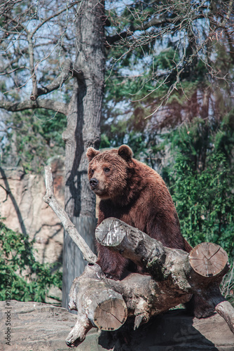 Brown bears at Berlin Zoo – majestic wildlife in a naturalistic habitat