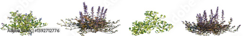 Fotografie Set of Mazus reptans and Ajuga reptans frontal isolated png on a transparent bac