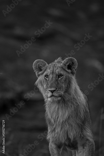 Photography liob cub