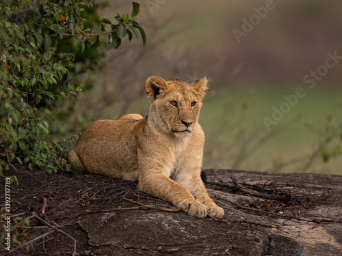 Canvas Print liob cub