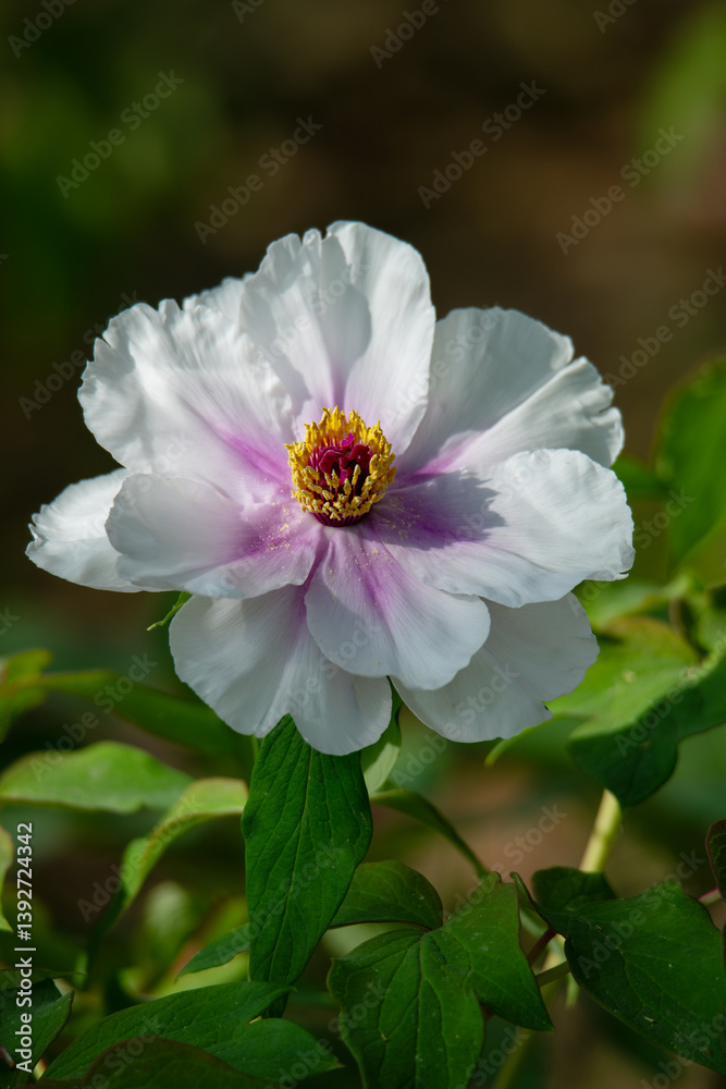 Obraz premium Beautiful flower king white peony