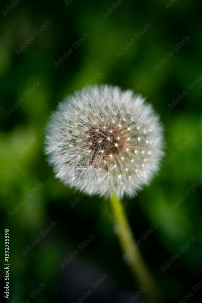 The wild forest is full of small dandelions The wild forest is full of small dandelions