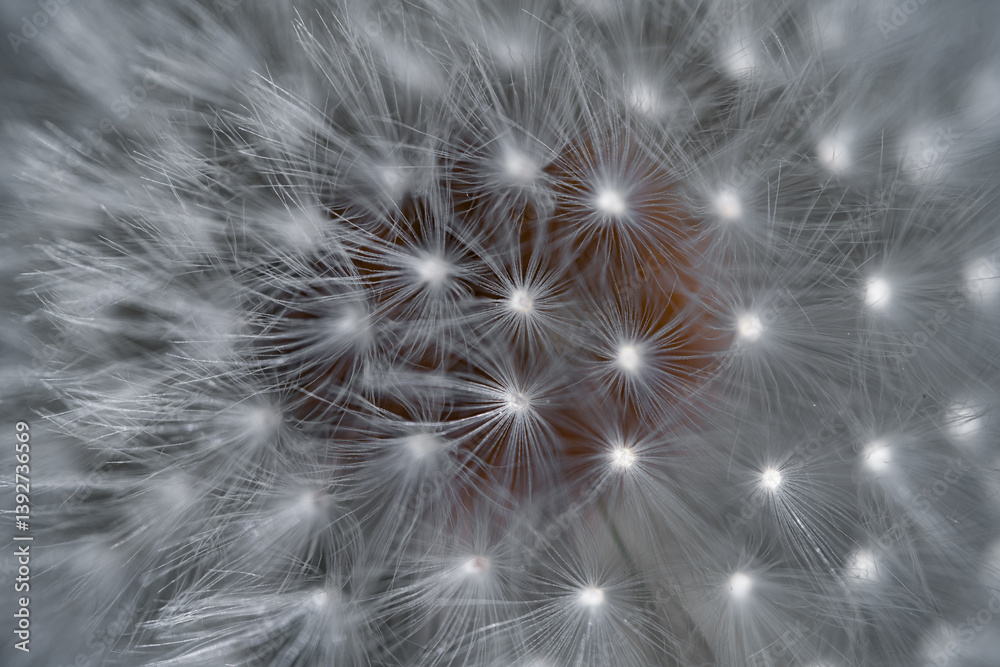 Naklejka premium The wild forest is full of small dandelions