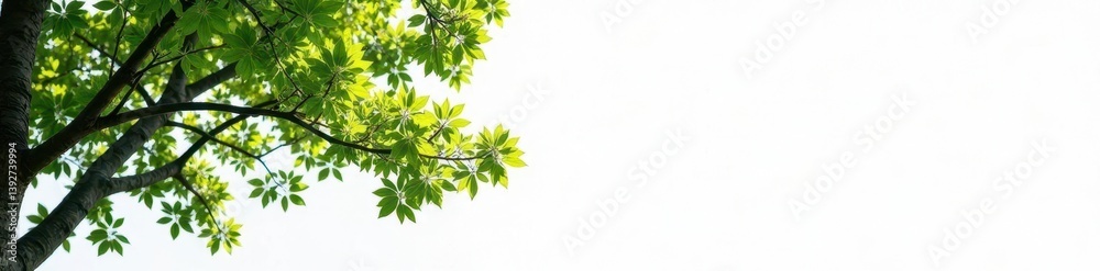 Separate tree branches on a pristine white background, tree branches, foliage Separate tree branches on a pristine white background, tree branches, foliage
