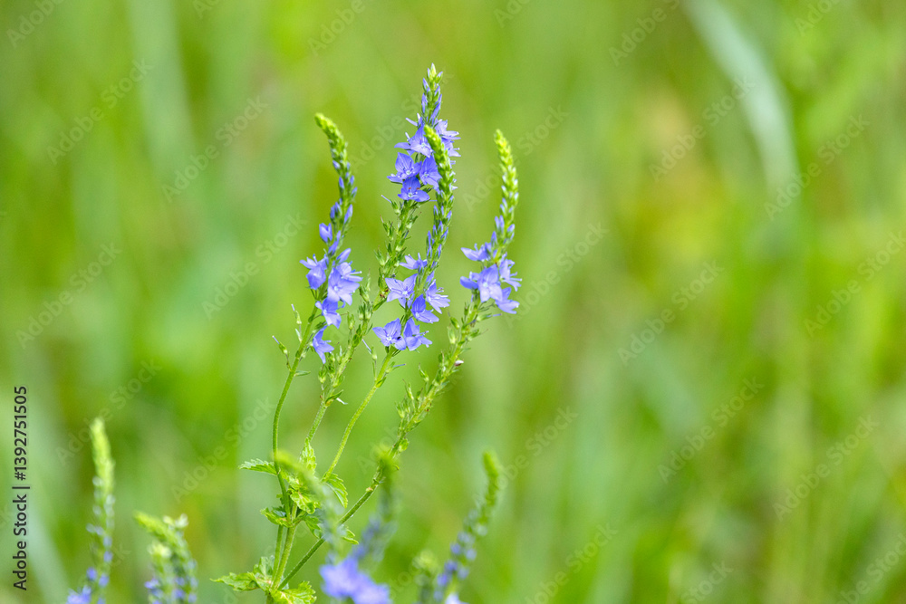 Blue flax flowers on a background of green grass