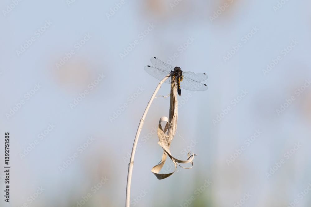 Dragonfly sits on dry grass on a green background close up