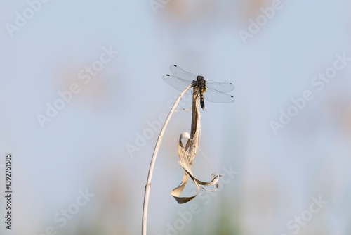 Obraz na płótnie Dragonfly sits on dry grass on a green background close up w salonie