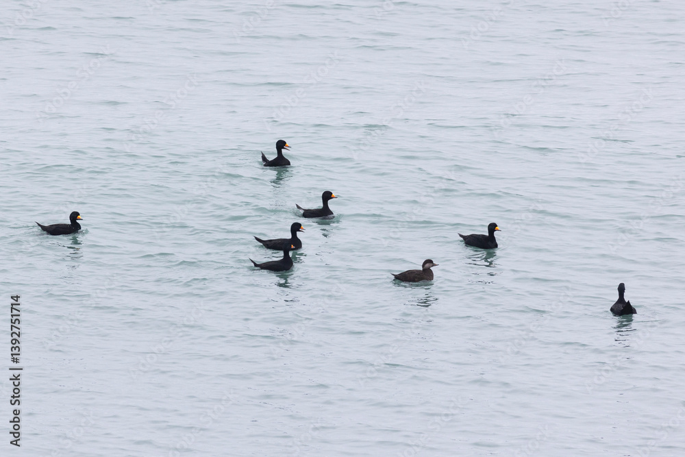 flock Black scoter birdfloats on the waves in the ocean