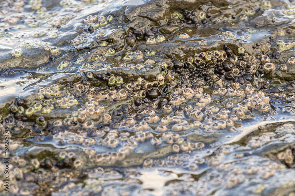 Large colony of Balanus on a rock, close-up