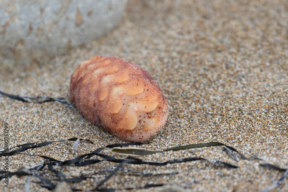 Chitons are marine molluscs of varying size in the class Polyplacophora