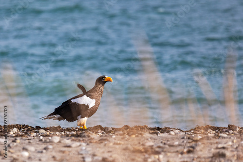 Obraz na płótnie A Steller's sea eagle sits on the seashore, Russia close up w salonie