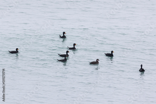 Obraz na płótnie flock Black scoter birdfloats on the waves in the ocean w salonie