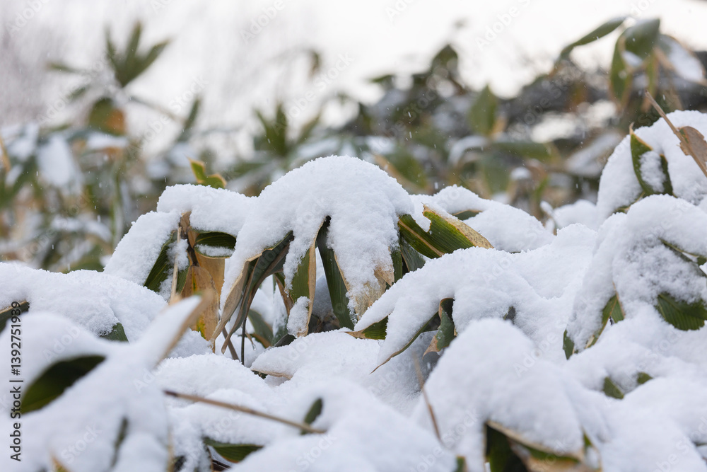 Sasa kurilensis or Kuril bamboo in the snow. Kunashir Island