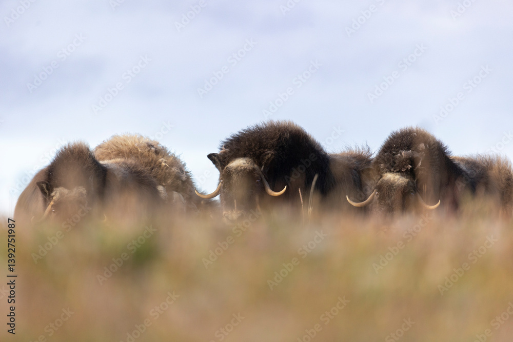 A large herd of musk oxen in the tundra. Republic of Sakha, Yakutia, Russia