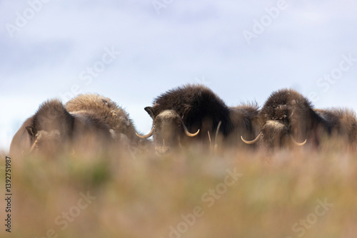 Obraz na płótnie A large herd of musk oxen in the tundra. Republic of Sakha, Yakutia, Russia w salonie