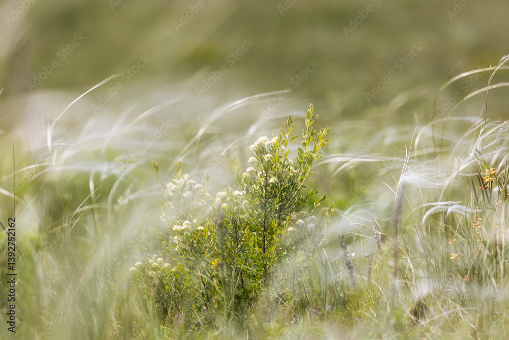 Flowering feather grass close up